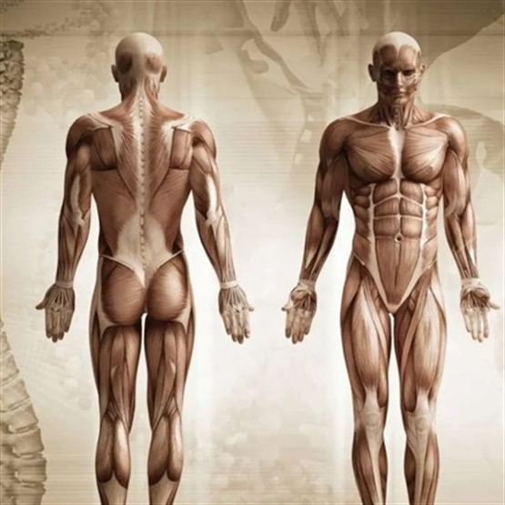 Anatomia Humana Aplicada à Prática Terapêutica