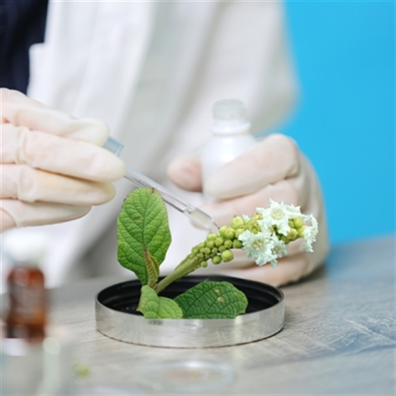Erva Baleeira: Farmacologia e Prática Terapêutica