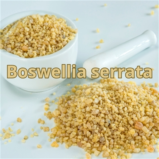 Boswellia Serrata:  Farmacologia e Prática Terapêutica